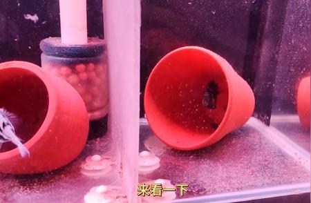泰国斗鱼的第三次繁殖：公母分开一周，泡沫助阵