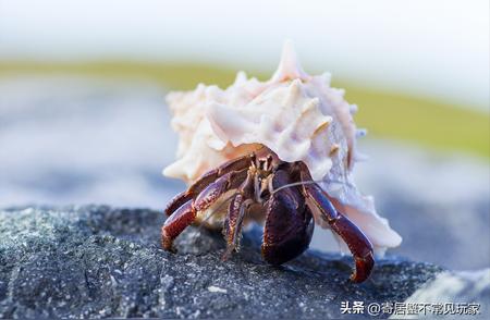 探秘海洋世界：寄居蟹与它们的生命之螺