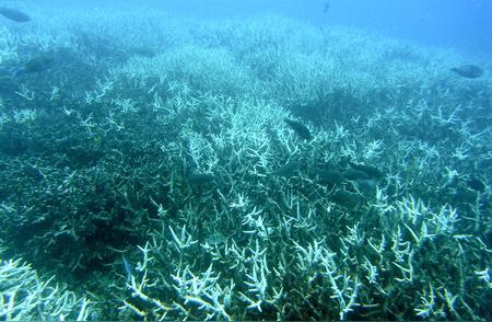 珊瑚白化危机再现：8.5亿人面临影响，原因揭秘！
