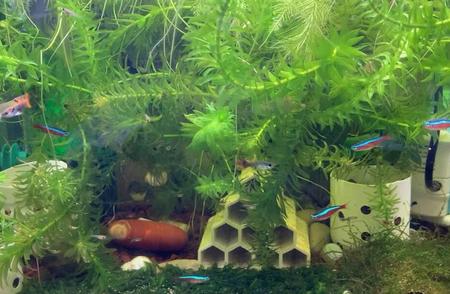 混养水族馆的魅力：孔雀鱼、虾和螺的和谐共处