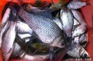 钓鱼新招：加入芝麻糊的饵料竟然钓起40斤大鱼！