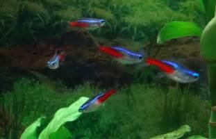 观赏鱼欣赏 红绿灯鱼