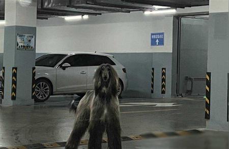杭州女子车库遭遇巨型阿富汗猎犬，一家三口紧急避险