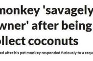 震惊！马来西亚男子与宠物猴子互动悲剧收场