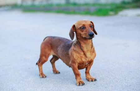 腊肠犬：可爱又独特的犬种