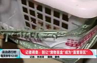 北京宠物盲盒乱象：买家受害，小动物遭殃