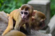 世界最危险宠物揭秘：宠物猴子的危险性与隐患