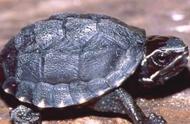 新手入门：最适合饲养的四种水龟推荐