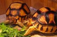 陆龟排酸无忧：哪些陆龟种类可放心饲养？