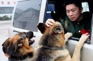 揭秘中国现役警犬：守护平安的忠诚伙伴