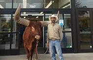 德州男子独特购物体验：牵牛进店引热议