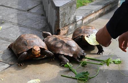 云南临沧：中缅边境民警的陆龟救援行动