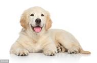 独家揭秘：最受欢迎的狗狗Top8排行榜，快来看看你的爱犬上榜了吗？