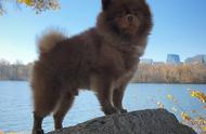 探索棕色博美犬的魅力：一只宠物狗狗的温馨故事