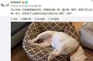 孙俪狗狗睡姿大揭秘：萌态十足，网友热议不断