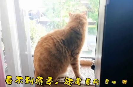 猫咪的魅力：为什么它们如此迷人