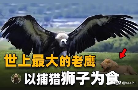 阿根廷巨鹰：翼展8米，能否挑战狮子的霸主地位？