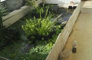 如何打造完美的阳台龟池环境