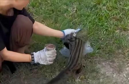 揭秘：路边发现的巨尾虎斑猫原来是国家二级保护动物！