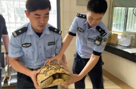上海居民小区偶遇豹纹陆龟，保护动物的新篇章
