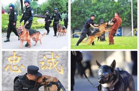 揭秘上海小码警犬的“考编”经历，为何萌上热搜？