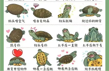 解读宠物龟的龟言龟语：探索与萌宠的心灵沟通