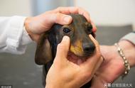 狗狗角膜溃疡：早期识别与及时治疗的重要性
