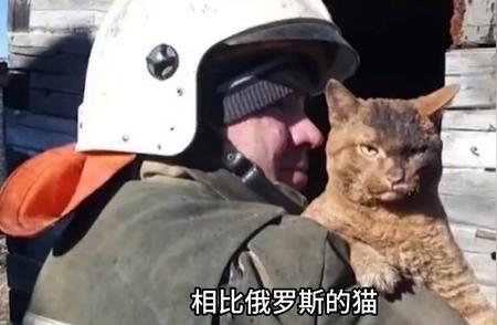 俄罗斯人对熊的偏爱：从猫到熊的变迁