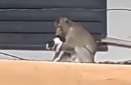 猴子跨界当铲屎官：独特的猫咪“绑架”与香蕉喂养之旅