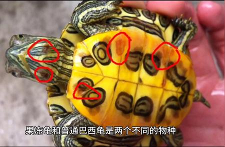 揭秘：果冻龟与巴西龟之间的奇妙联系