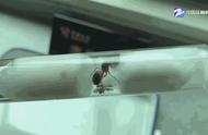 揭秘！杭州巨型宠物蚂蚁的跨国之旅被截获