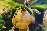 揭秘：黄耳龟为何比地图龟更温顺？