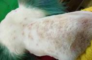 狗狗常见皮肤病：症状、预防与处理方法
