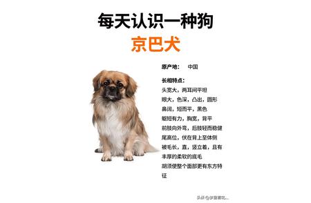 1. 京巴狗：古老犬种的魅力