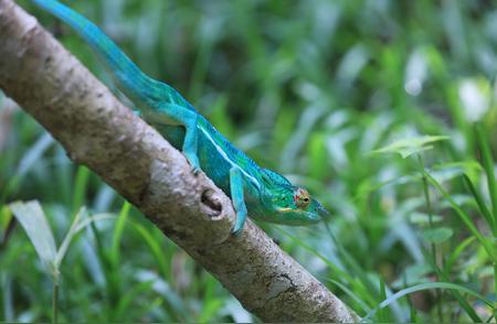 探索马达加斯加的变色龙：大自然的奇妙生物