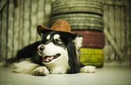 探索阿拉斯加雪橇犬的优缺点，帮你做出明智的宠物选择