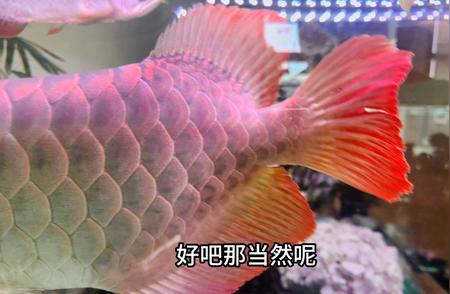 北京鱼友回访揭秘：鱼儿背后的故事