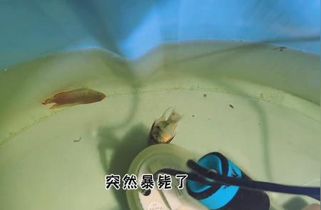 麝香龟的独特生存技巧：趴水管换气与择食习惯