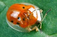 揭秘：体型迷你的高贵象征——金黄龟甲虫
