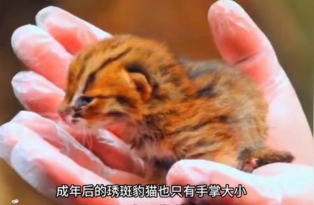 锈斑豹猫：世界上最小的猫，萌点与风险并存