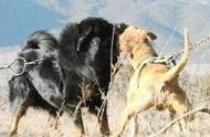 藏獒VS比特犬：犬类王者之战