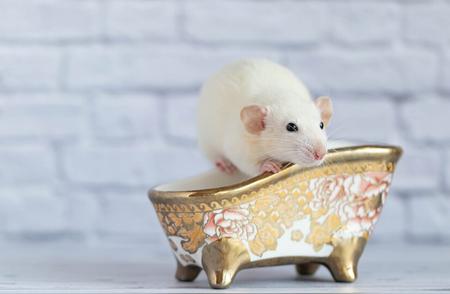 揭秘仓鼠洗澡的独特方式！