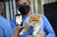 探秘印尼：独特的宠物猫展魅力无限