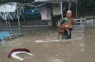 流浪狗救助站被淹后续：80多只狗狗踏上“寻家之旅”