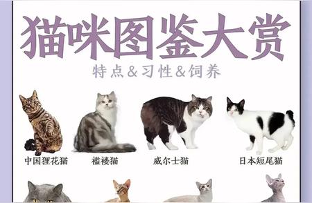 猫咪品种大揭秘：你养的是哪种宝贝？