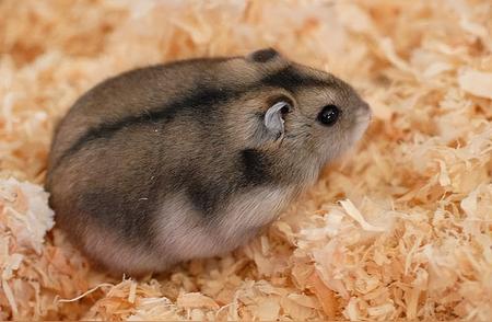 小仓鼠的饮食秘密：它们最爱吃什么？
