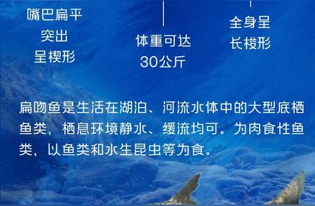 新疆神秘水域的守护者：扁吻鱼探秘