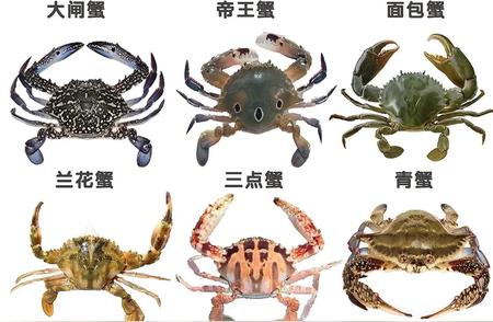 全球热门蟹类产地大揭秘：品种与特性详解