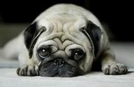 巴哥犬的魅力：矮胖身材为何让人欲罢不能？