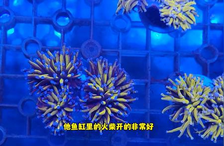 新手珊瑚养殖指南：如何让你的珊瑚茁壮成长？